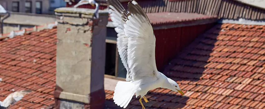 Residential Chimney Animal Removal Solution in Elk Grove Village, IL