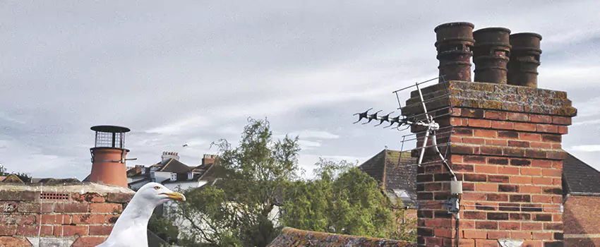 Chimney Cleaning And Restoration in Elk Grove Village, Illinois